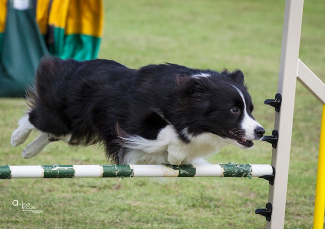 sprytestates2013edcopy