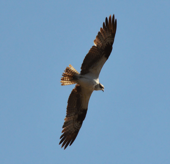 osprey1