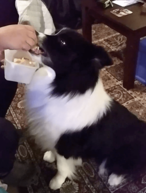 Screen Shot 2017-10-21 at 9.47.54 am