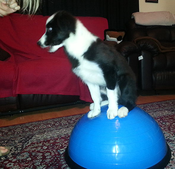 coltlearningtobalance2