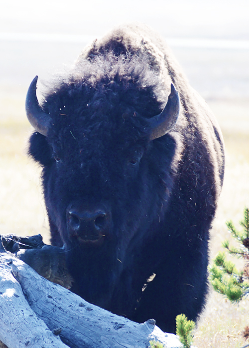 bison1